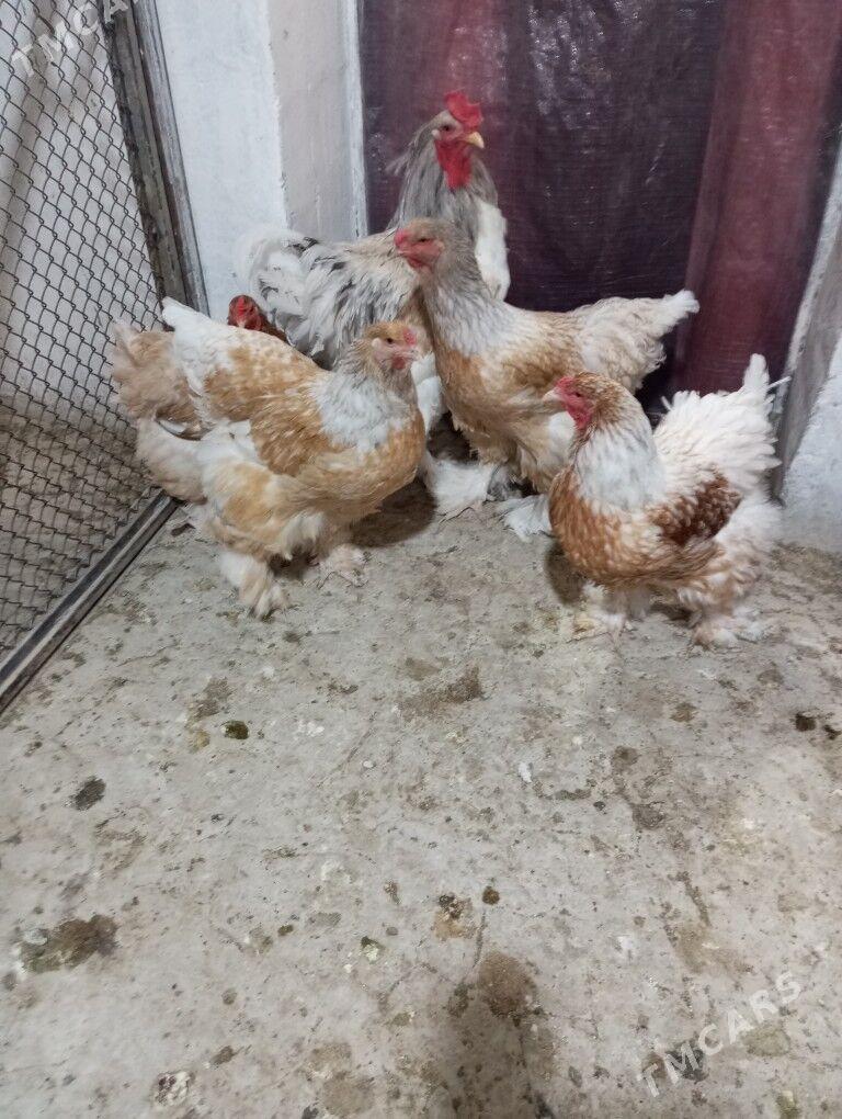 Brama ýumurtga - Täze zaman - img 4