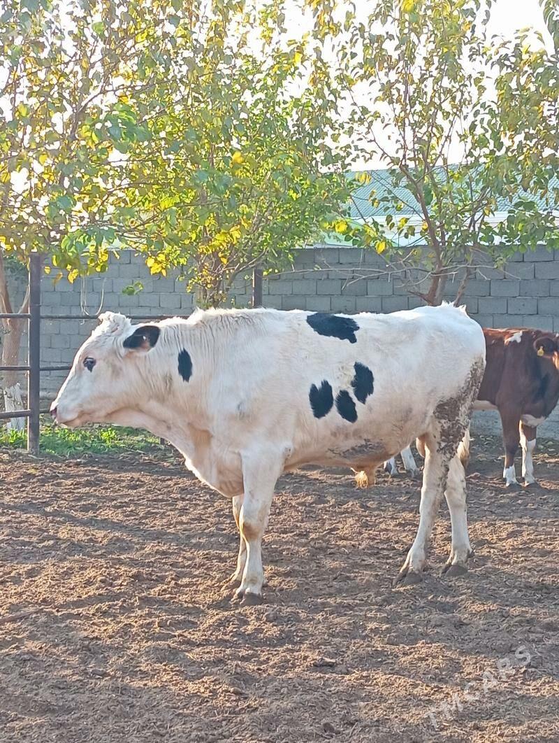 Arginal kanatka Öküz - Aşgabat - img 2