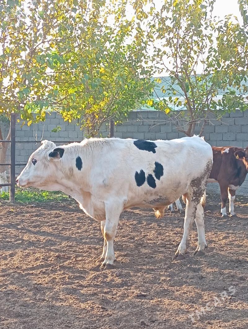 Arginal kanatka Öküz - Aşgabat - img 3