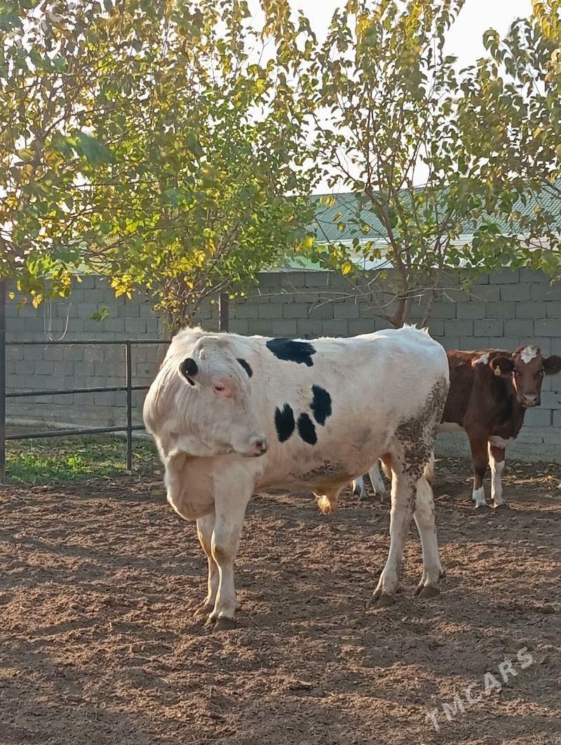 Arginal kanatka Öküz - Aşgabat - img 4