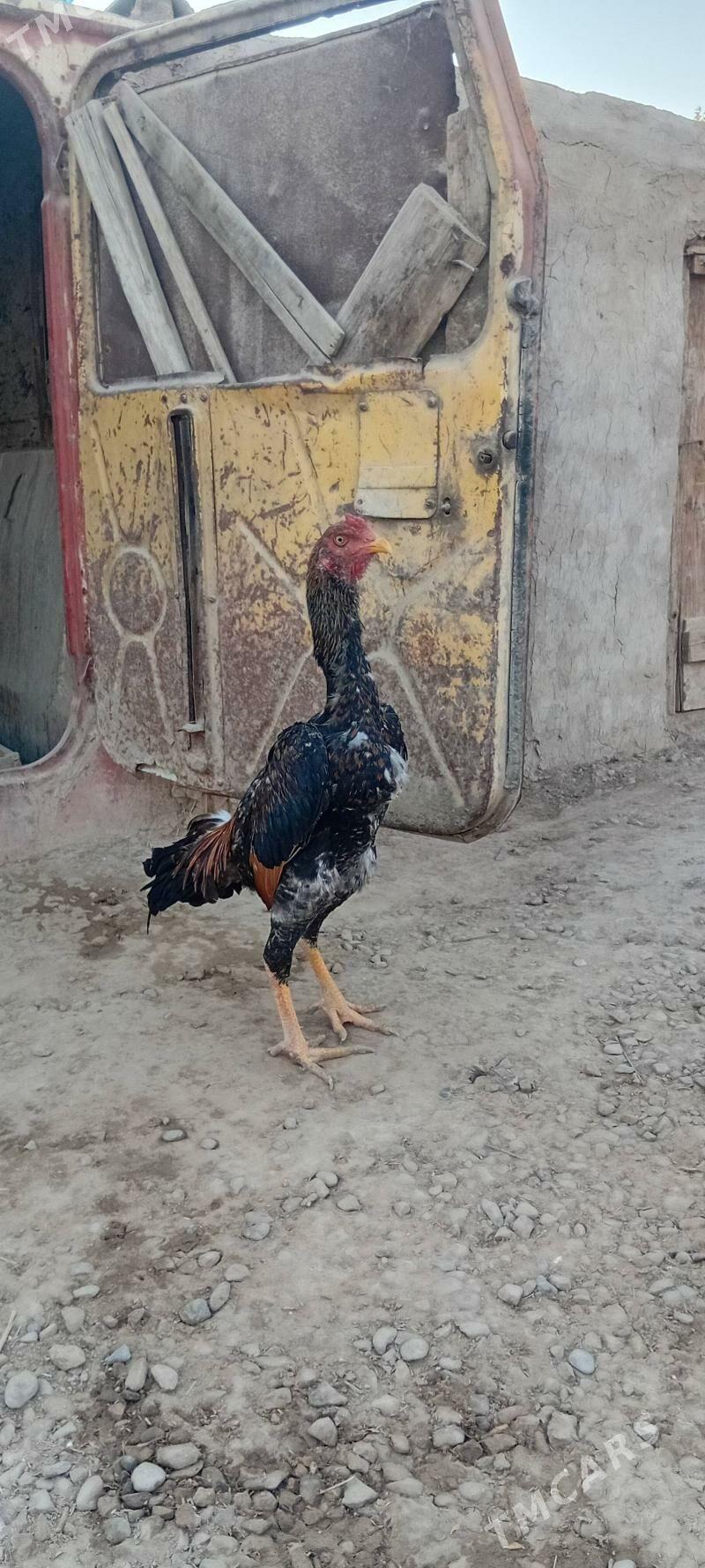 BAYES.HORAZ.JUYJE. - Байрамали - img 3