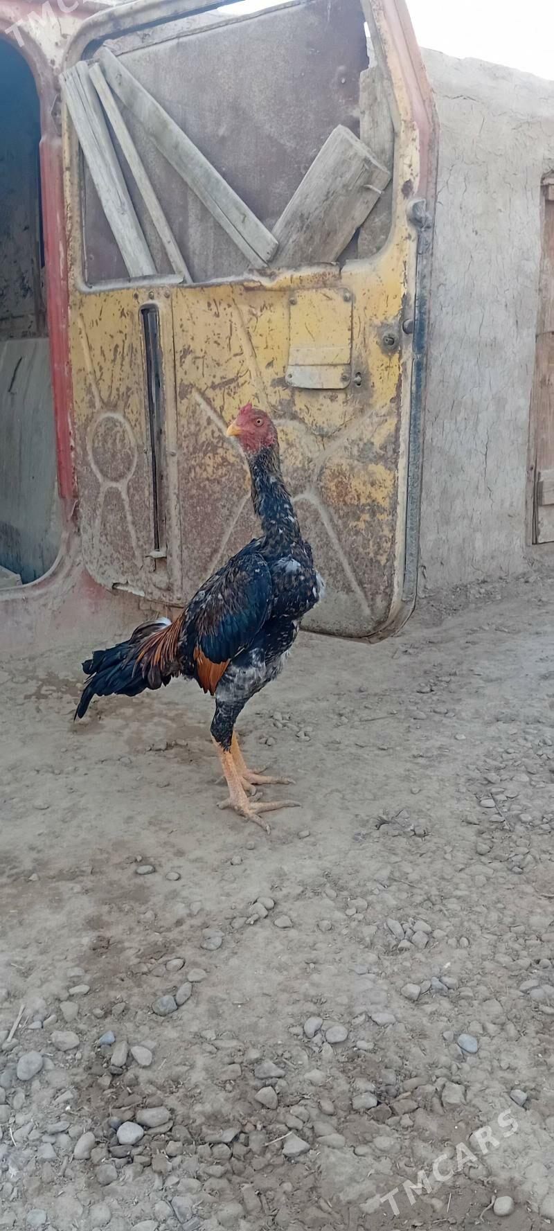 BAYES.HORAZ.JUYJE. - Байрамали - img 2