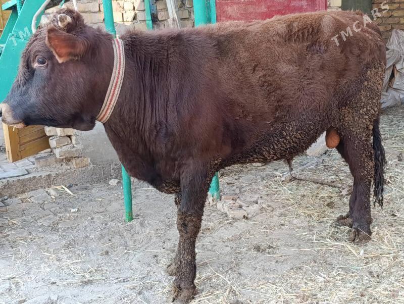 OKUZLER - Туркменабат - img 4