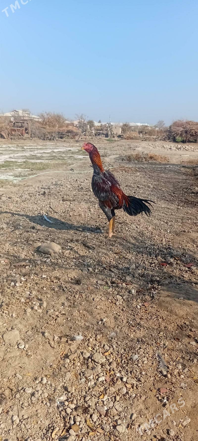 BAYES.HORAZ. - Байрамали - img 3