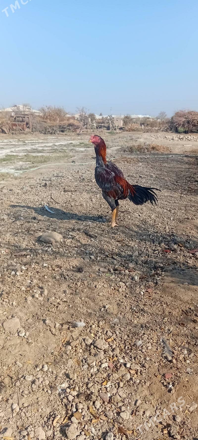 BAYES.HORAZ. - Байрамали - img 1