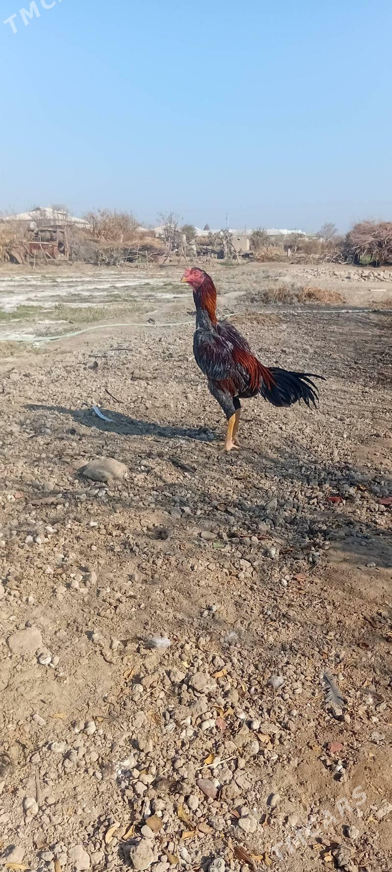 BAYES.HORAZ. - Байрамали - img 2