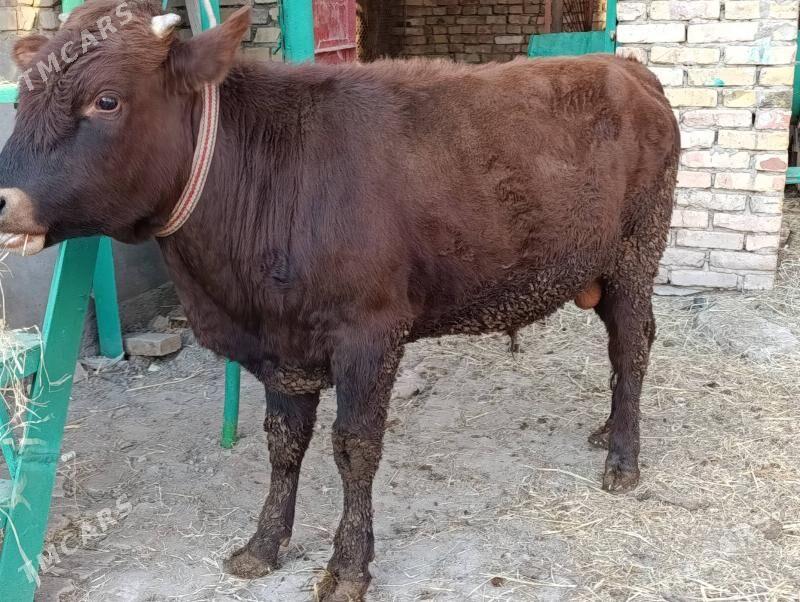 OKUZLER - Туркменабат - img 5