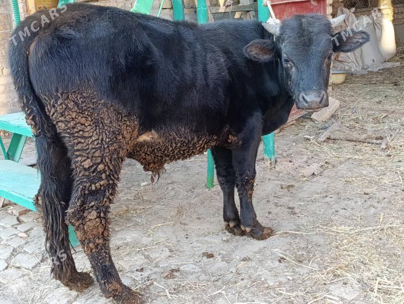 OKUZLER - Туркменабат - img 8