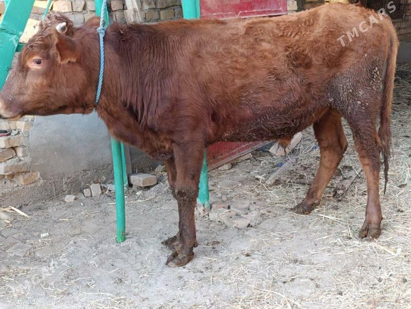 OKUZLER - Туркменабат - img 6