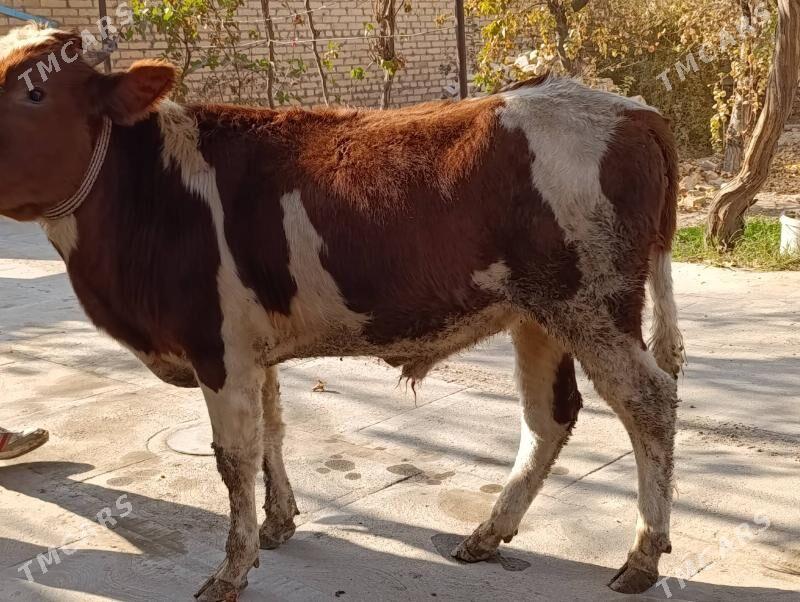 OKUZLER - Туркменабат - img 9