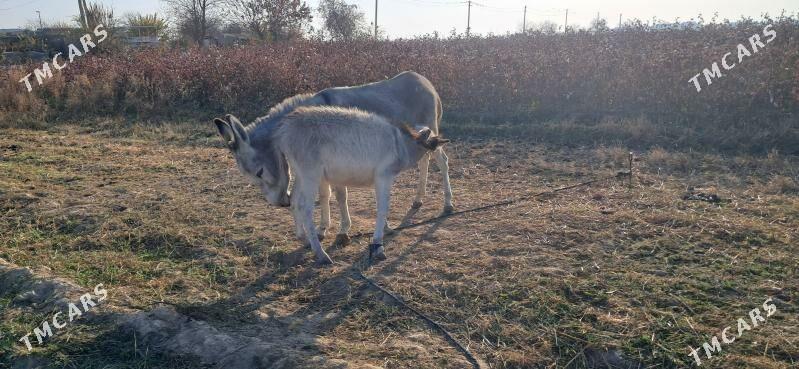 Eṣek kurresi  bilen - Байрамали - img 2