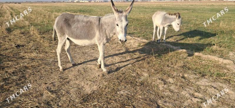Eṣek kurresi  bilen - Байрамали - img 3