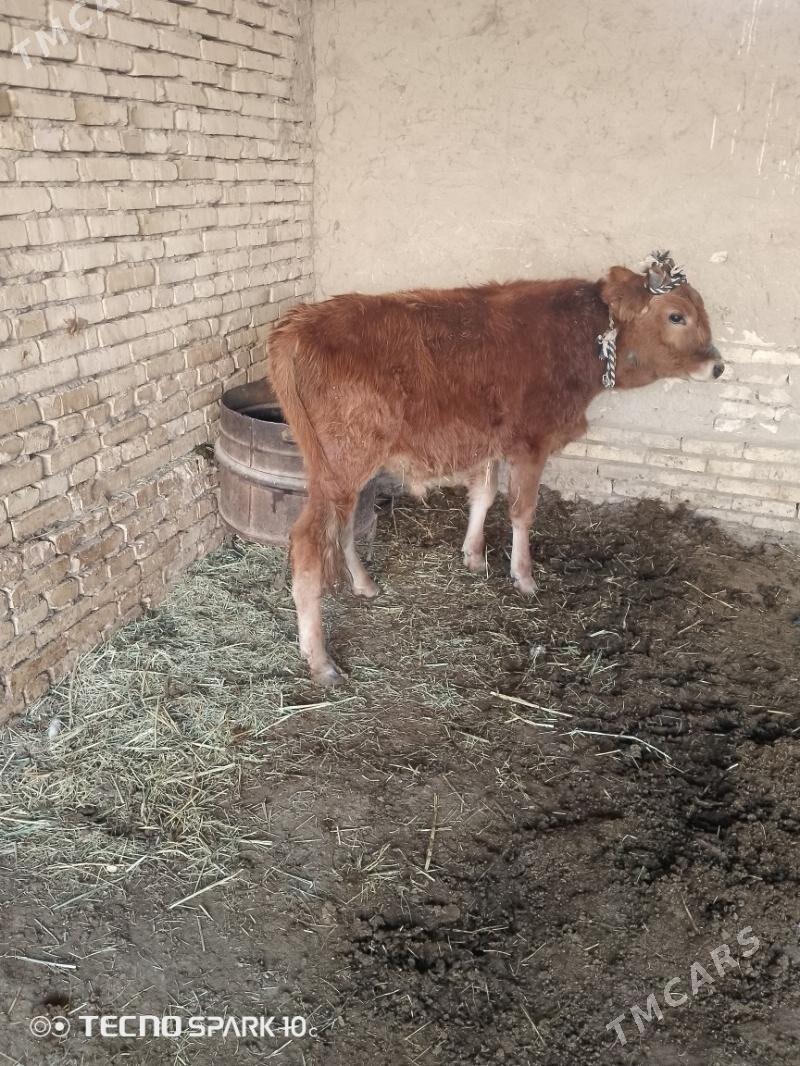 ökuz - Baýramaly - img 2