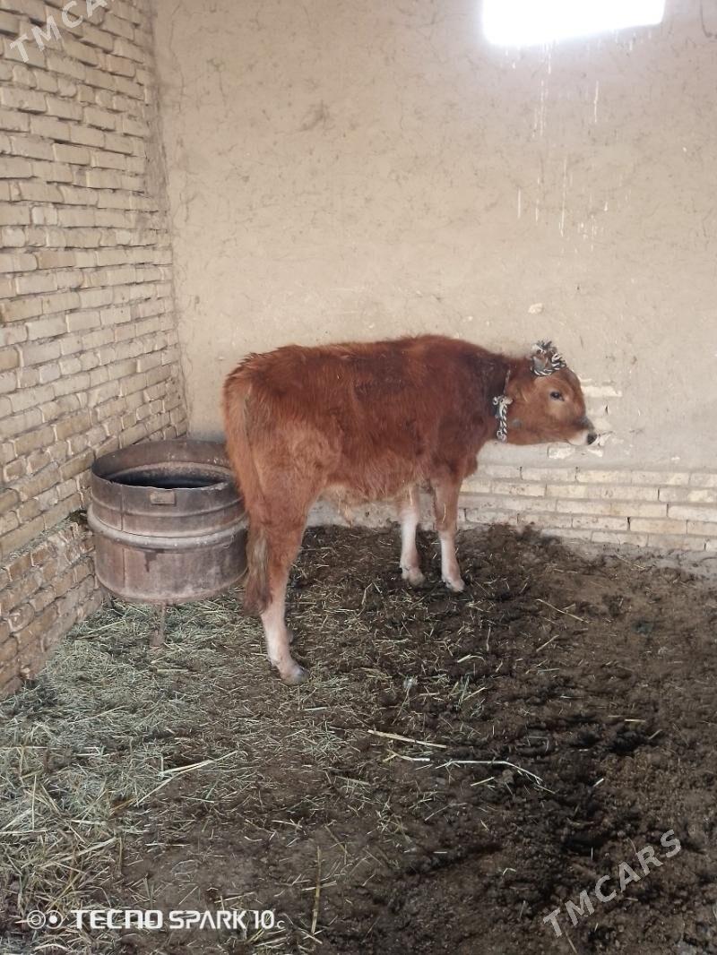 ökuz - Baýramaly - img 1