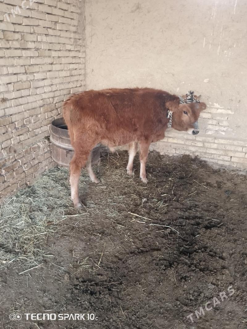 ökuz - Baýramaly - img 3