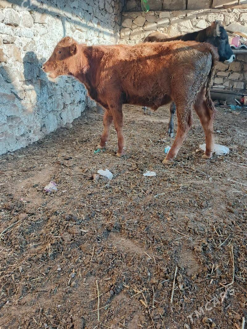 okuzle - Balkanabat - img 2