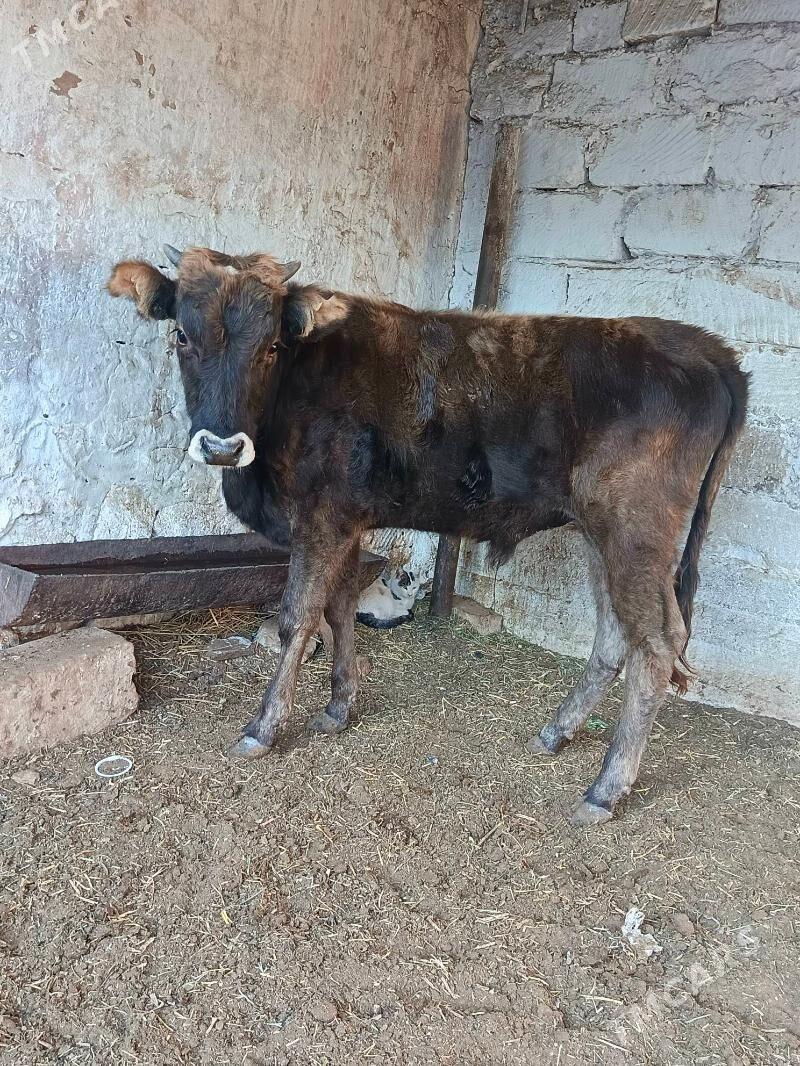 okuzle - Balkanabat - img 4