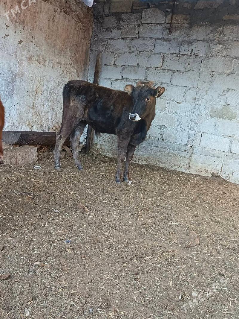 okuzle - Balkanabat - img 6