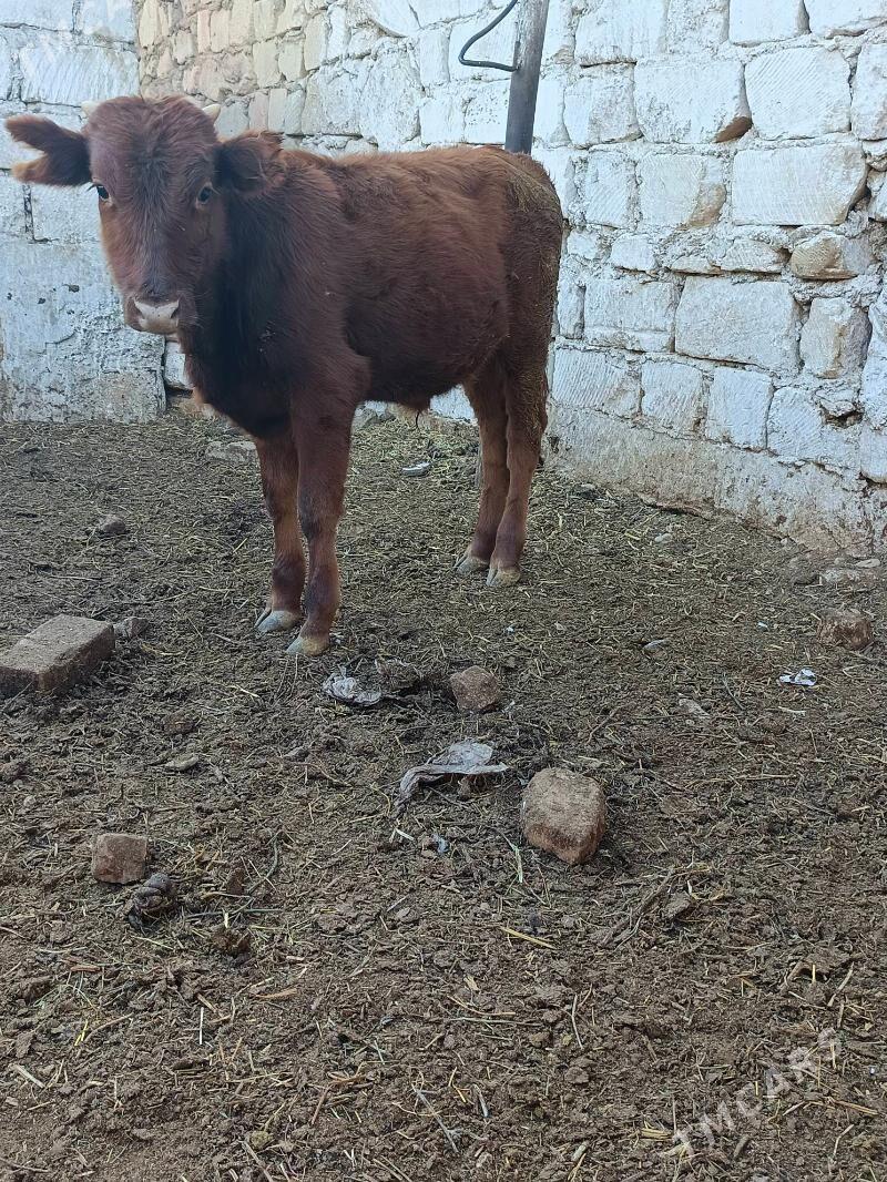 okuzle - Balkanabat - img 3