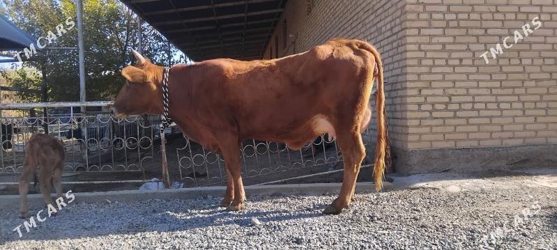 goleli sygyr - Wekilbazar - img 5