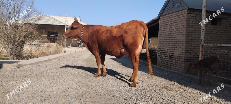 goleli sygyr - Wekilbazar - img 6