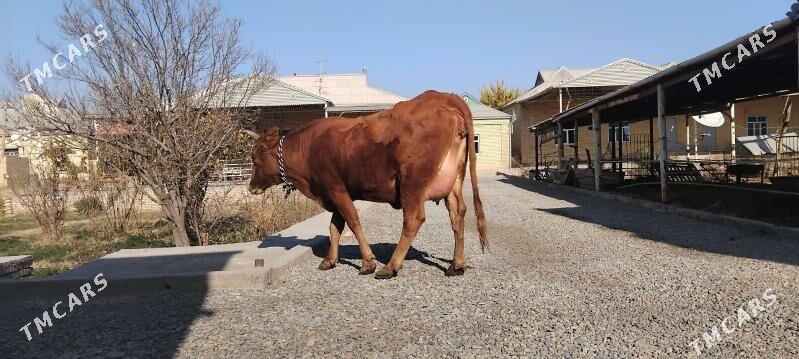 goleli sygyr - Wekilbazar - img 2