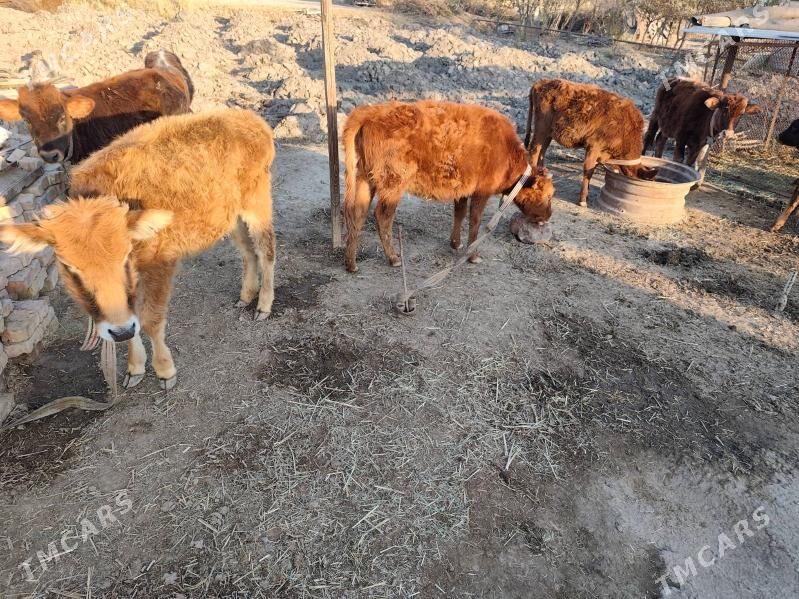 gole gulajyn - Wekilbazar - img 2