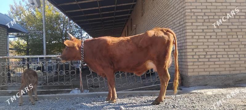 goleli sygyr - Wekilbazar - img 3