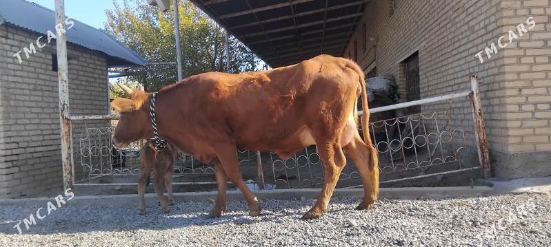 goleli sygyr - Wekilbazar - img 8