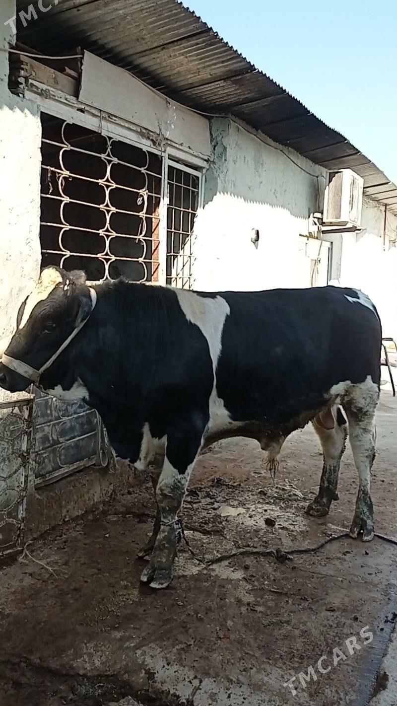 Gara ala öküz - Aşgabat - img 4