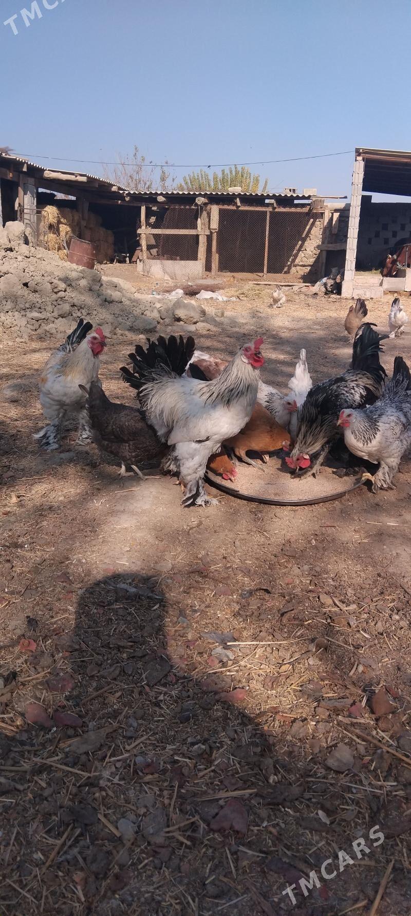 horoz - Бахарден - img 2