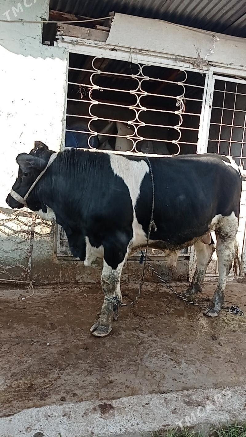 Gara ala öküz - Aşgabat - img 3