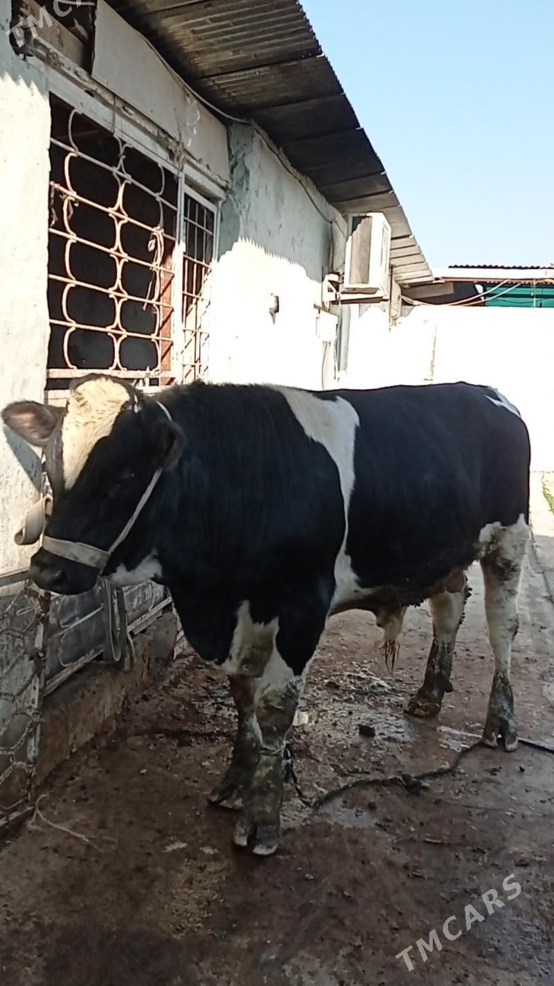 Gara ala öküz - Aşgabat - img 2