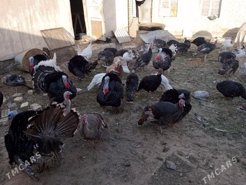 induk - Байрамали - img 4