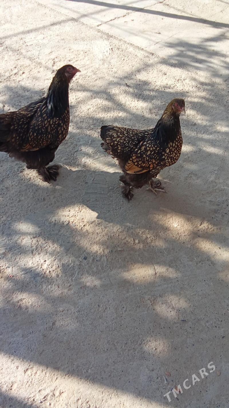 Brama Laset yumurtga - Herrikgala - img 2