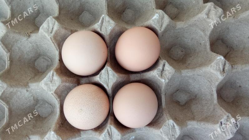 Brama Laset yumurtga - Herrikgala - img 4