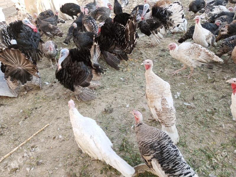 induk - Байрамали - img 6