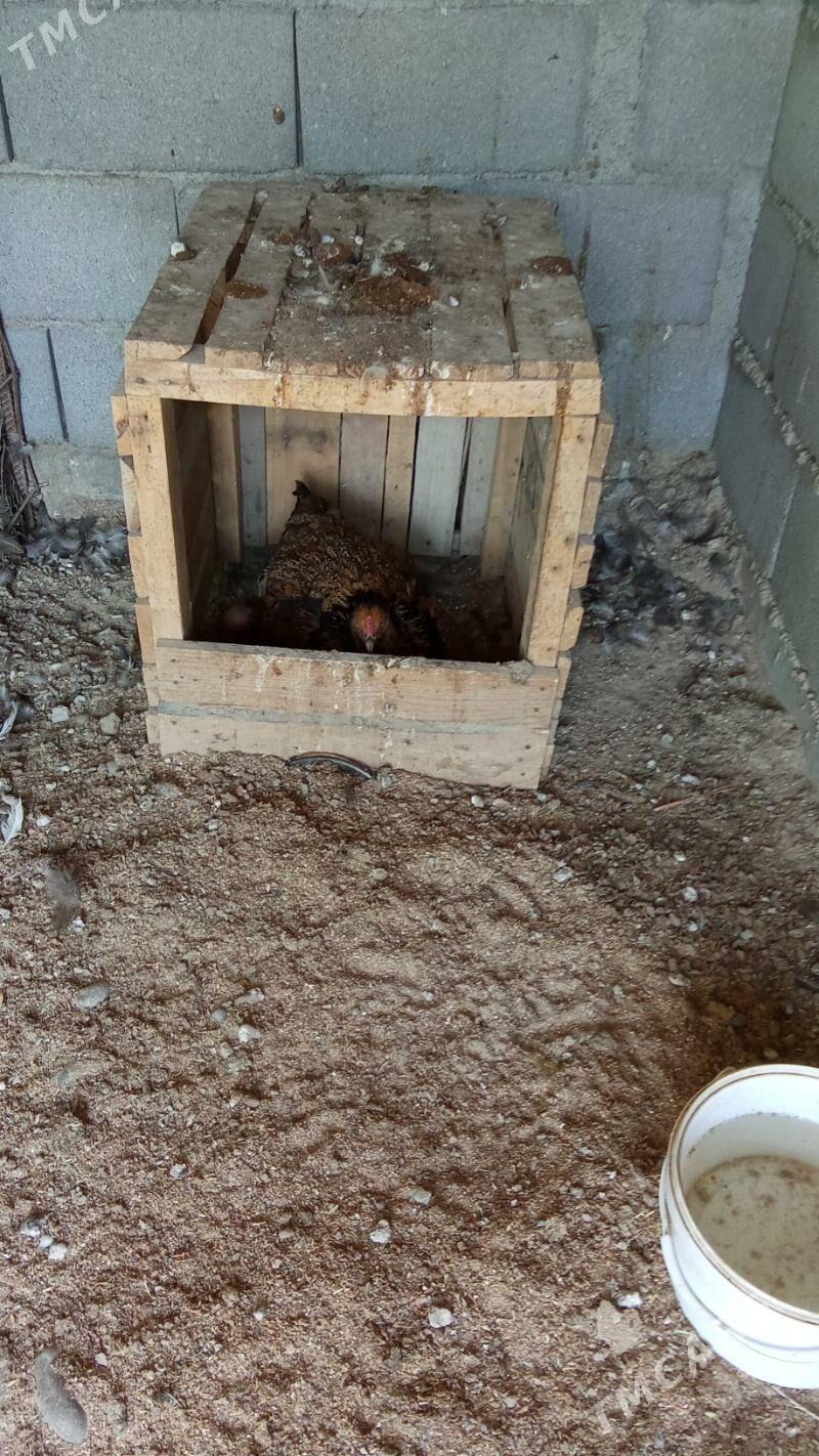 Brama Laset yumurtga - Herrikgala - img 3