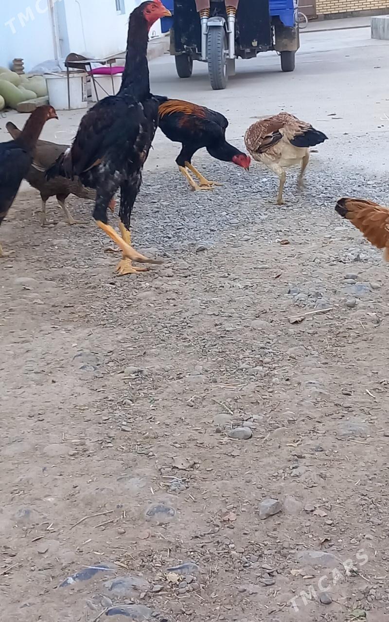 TASKENT BAYESLER - Кака - img 2