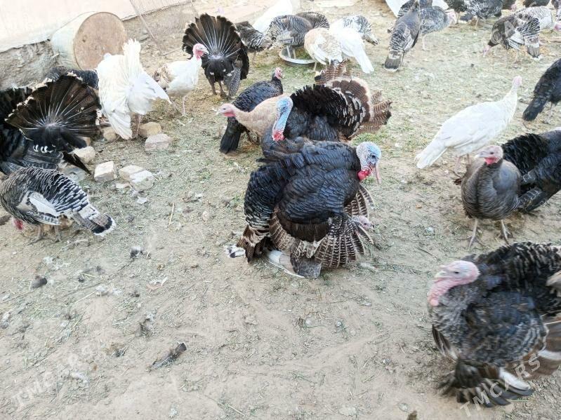 induk - Байрамали - img 5