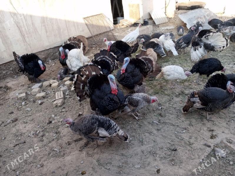 induk - Байрамали - img 2