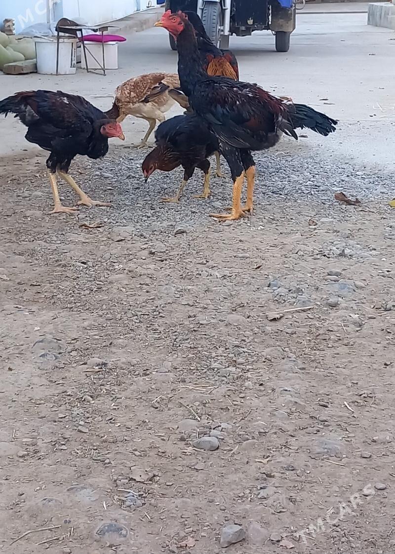 TASKENT BAYESLER - Кака - img 5