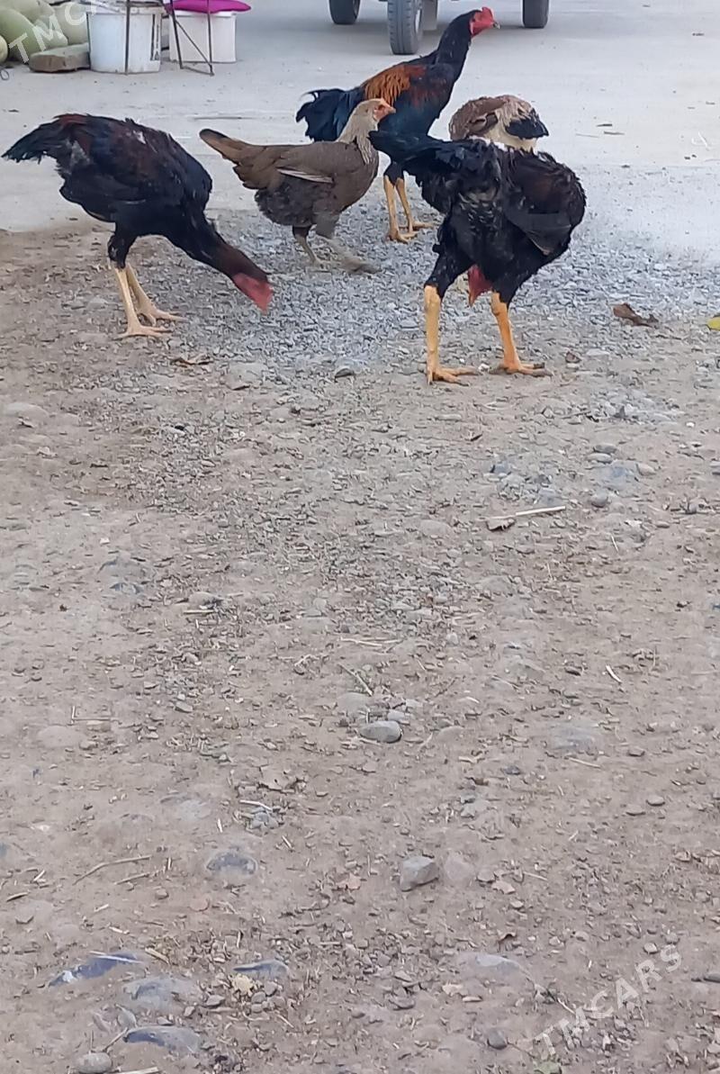 TASKENT BAYESLER - Кака - img 3