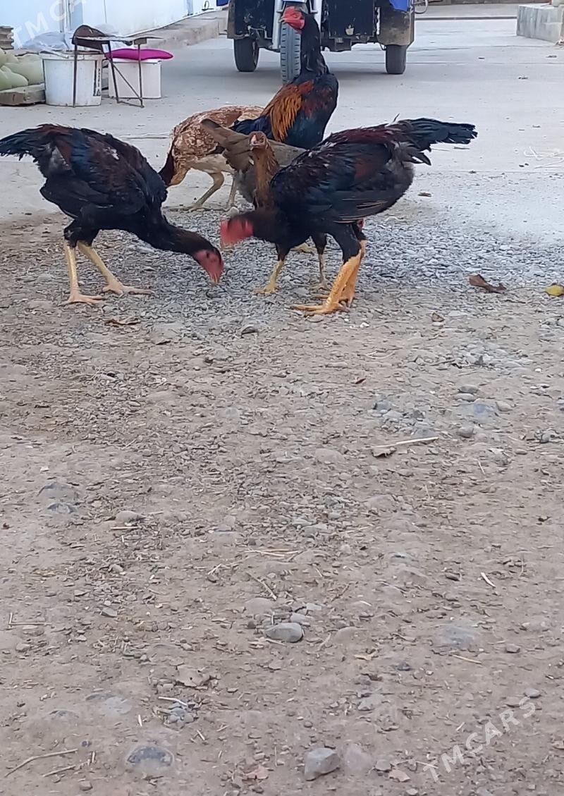 TASKENT BAYESLER - Кака - img 4