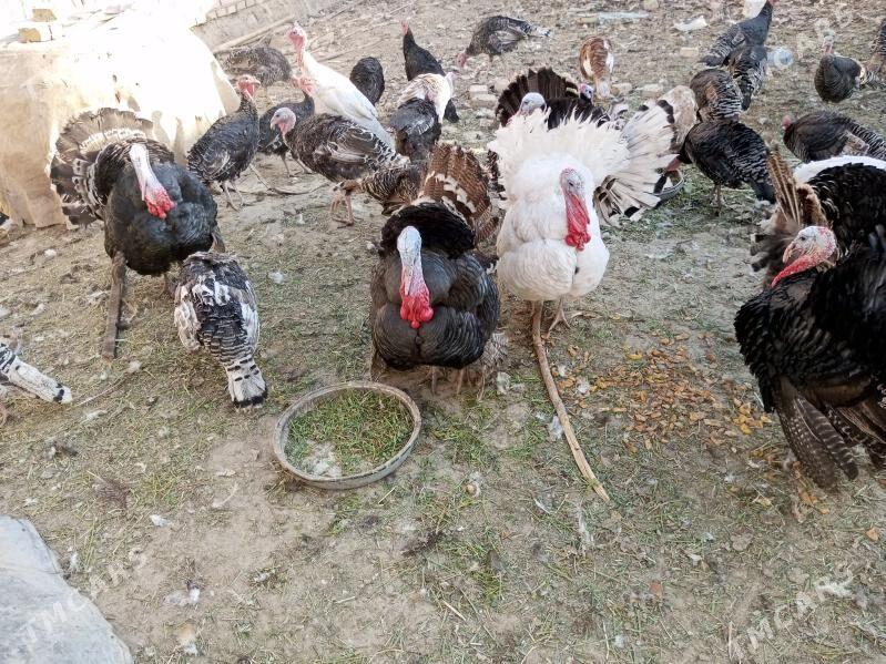 induk - Байрамали - img 7