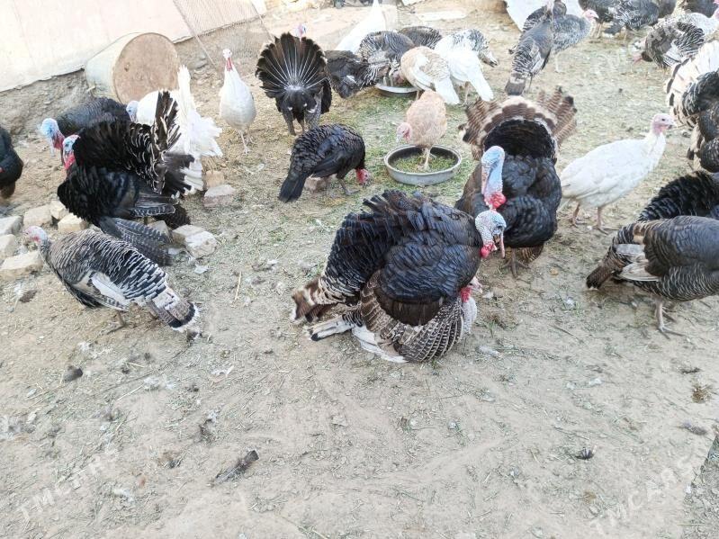 induk - Байрамали - img 3