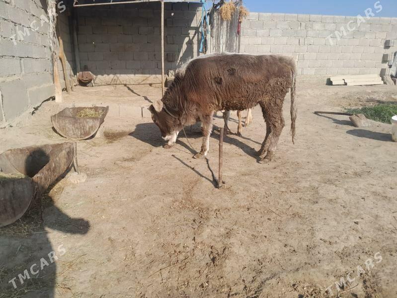 arginal tuwe - Bäherden - img 4