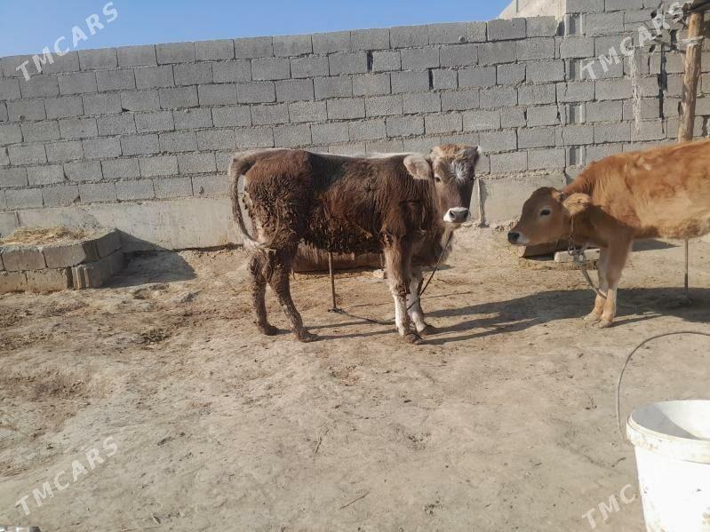 arginal tuwe - Bäherden - img 3