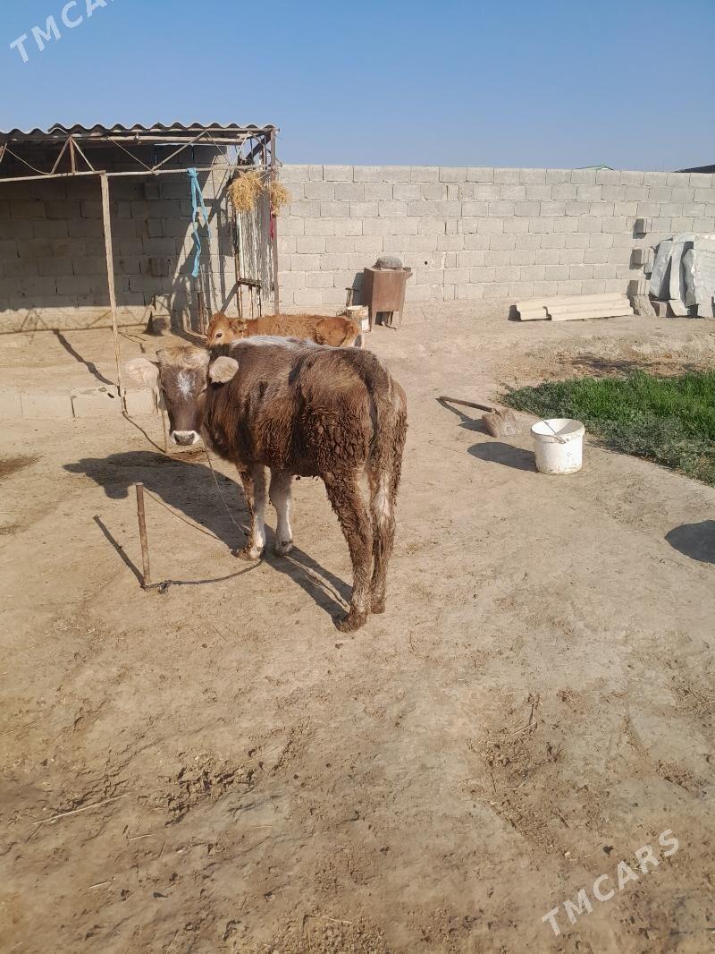 arginal tuwe - Bäherden - img 2