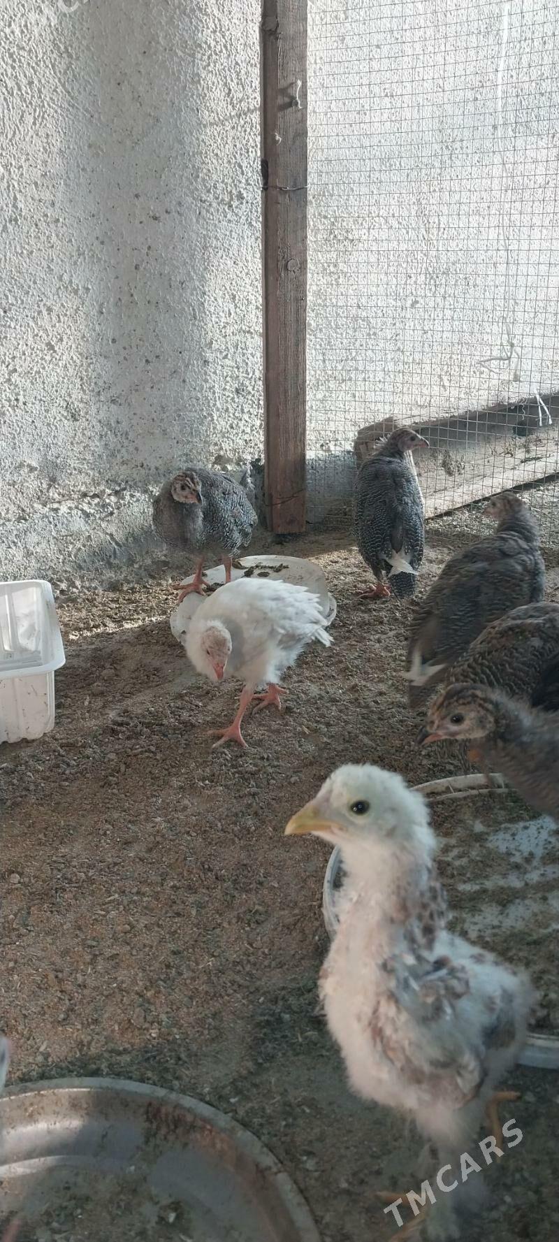 sisarka - Гёкдепе - img 2